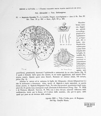 Septoria cercidis image